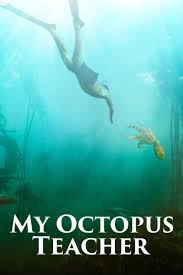 The most majestic, unlikely friendship. My Octopus Teacher 2020 Photo Gallery Imdb