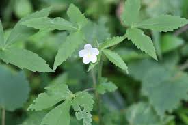 Image result for Hibiscus lobatus