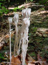 White fungus products directory and white fungus products catalog. Us Wildflower Indian Pipe Ghost Flower Ghost Plant Monotropa Uniflora