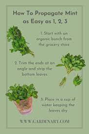How To Successfully Propagate Mint In 3 Easy Steps Gardenary Propagate Mint Mint Plants Growing Mint
