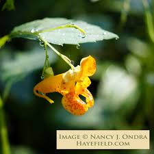 Image result for Impatiens  capensis