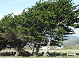 Making a choice in this situation is sometimes difficult. Trees And Shrubs For Southern California The Tree Center