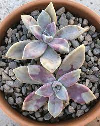 Ghost Plant Peach Plants Ghost Plant Planting Succulents