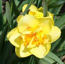 Name Smokey Bear Double Daffodil Botanical Name Narcissus Type Fall Planted Bulb Bulb Size Extra Large 14 16 C With Images Daffodil Bulbs Daffodils Planting Bulbs