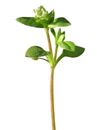 Image result for Stellaria