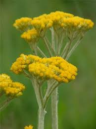 Image result for Helichrysum acutatum