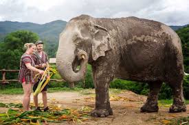 about elephant jungle sanctuary about