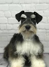 Black And Silver Miniature Schnauzer Breeders Male Black Silver Mini Schnauzer In 2020 Mini Schnauzer Schnauzer Cute Dogs Breeds