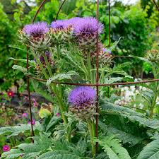 Image result for Cynara cardunculus