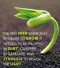 Check spelling or type a new query. The Tiny Seed Knew That Quotlr Daily Quote And Sayings Facebook