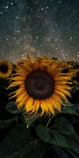 Bunga matahari atau biasa disebut sunflower tidak hanya memiliki bentuk mirip dengan matahari, tetapi pertumbuhannya juga sangat bergantung pada intensitas sinar matahari. Bunga Quotes Tumblr Daily Thoughts Lettering Dogtrainingobedienceschool Com