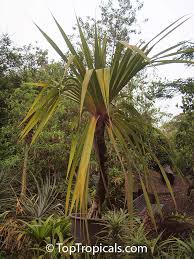 Image result for Pandanus sp. B