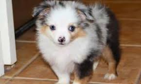 Maybe you would like to learn more about one of these? Pets For Sale Pets In Arizona Free Classifieds Ads Usa