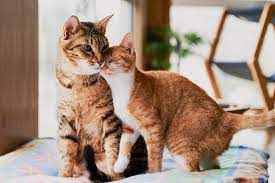 Adopting Two Cats Will They Get Along Lovetoknow