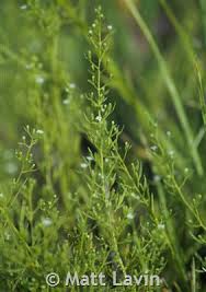 Image result for Thesium singulare