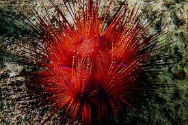 Image result for Ophrestia radicosa