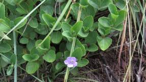 Image result for Ruellia cordata