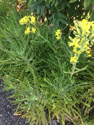 Image result for Kalanchoe laciniata