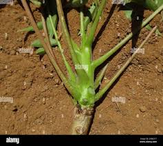 Image result for Kirkia