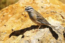 Image result for Passerina montana