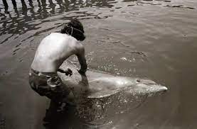 بالاترین: خودکشی دلفین بعد از پایان رابطه عاشقانه با یک مرد