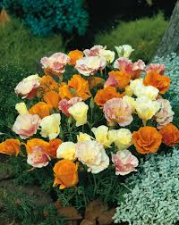 Image result for Eschscholzia