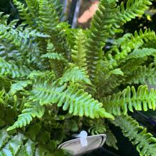 Image result for Blechnum tabulare