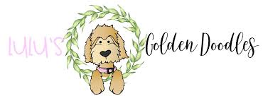 Ten beautiful standard goldendoodle puppies for sale! Lulu S Goldendoodle Puppies The Cutest Mini F1b Goldendoodle Puppies In The World
