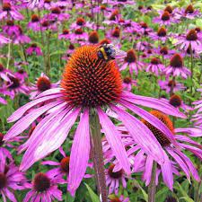 Purple Coneflower Seeds Usa Garden Flower Hedgehog Cone Flower Etsy Echinacea Purpurea Echinacea Flower Essences