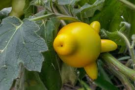 Image result for Solanum mammosum