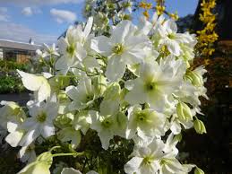 Check spelling or type a new query. Avalanche An Evergreen Clematis Living Up To Its Name The Teddington Gardener