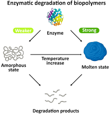 Graphical abstract for Enzymatic degradation of biopolymers in amorphous and molten states