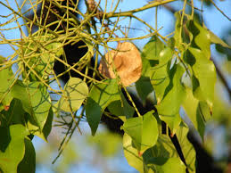 Image result for Pterocarpus indicus