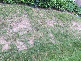 They occur in practically every lawn in the state! Ant Infestation Ask An Expert