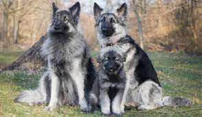 To assure this, our dogs are extensively health tested and carefully paired. Newmoon Shiloh Shepherds Focusing On Health Temperament And Providing The Perfect Companions