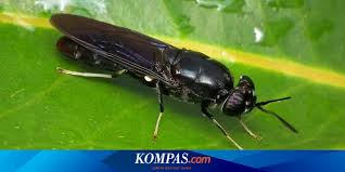 We did not find results for: Pasukan Khusus Penghancur Sampah Organik Halaman All Kompas Com