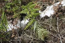 Image result for Pityrogramma argentea