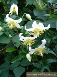 Image result for Clematis brachiata