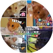 Скачать стоковые фото hamster hamsters. New Pfp Hamsters Amino
