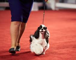 See more ideas about dog calendar, dog breeds, dogs. Akc National Championship Dog Show To Air Sunday On Abc Pet Age