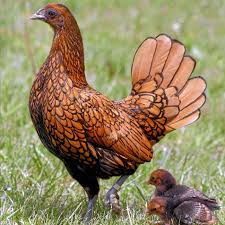 Pin Auf Birds