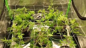 We did not find results for: Spider Farmer Sf 4000 Led Grow Ep1 Youtube