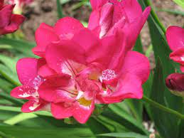 Freesias How To Grow And Care For Freesia Plants Garden Helper Gardening Questions And Answers