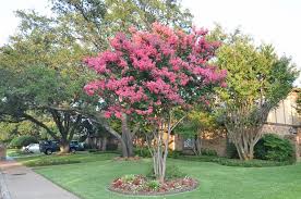 Pink velour crape myrtles look great as single specimens planted in your yard and provide a wonderful focal point. William Toovey Pink Matures 10 20 Crape Myrtle Guy