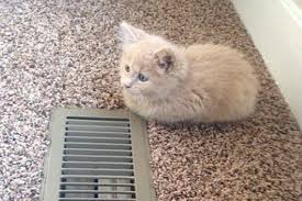 20 Cats Who Look Like Loaves Of Bread Cutesypooh Cats Kitten Pictures Buy A Kitten