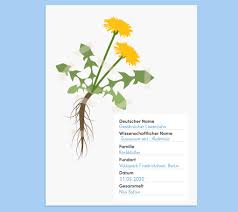 Kostenlose übungen und vorlagen für ein herbarium für biologie in der 5. Herbarium Erstellung Und Nutzen Erklart Inkl Ubungen