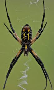 It actually does some good for your garden. 6 Biggest Spiders In Florida Owlcation