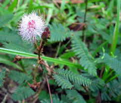 Image result for Mimosa diplotricha