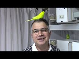 Kirik Muhabbet Kuslari Ve Ozellikleri Youtube