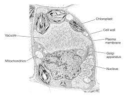 Maybe you would like to learn more about one of these? Real Animal Cells Under A Microscope